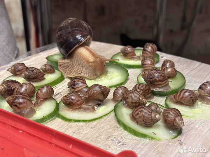 Улитки ахатины