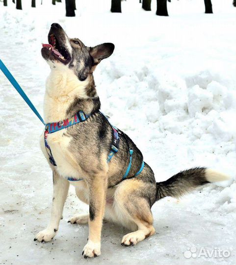 Собака Джаз в добрые руки