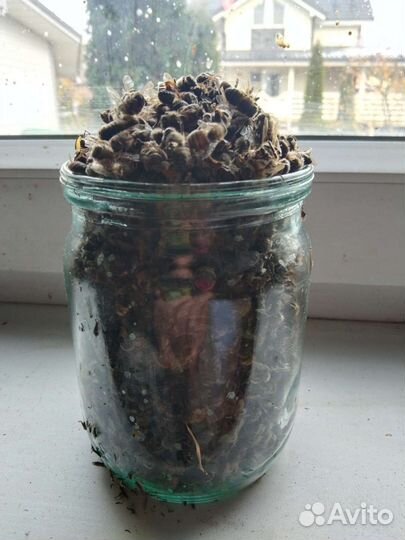 Пчелиный подмор 23 года