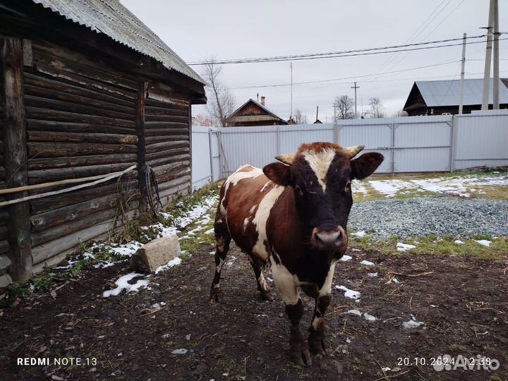 Бычки и быки