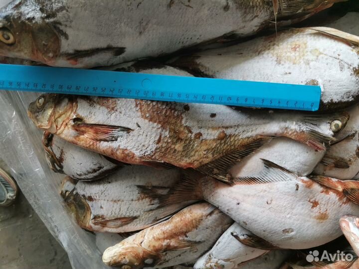 Лещ Татарский 0,5-1, 1+