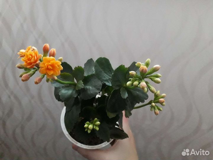 Каланхоэ цветущий