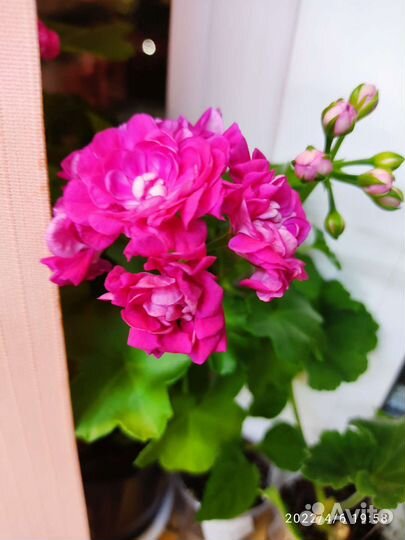 Пеларгония