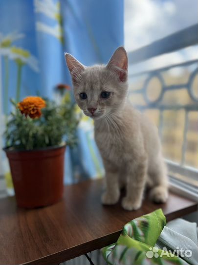 Котенок Персик в добрые руки