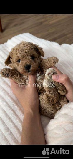 Мальтипу f2 мини