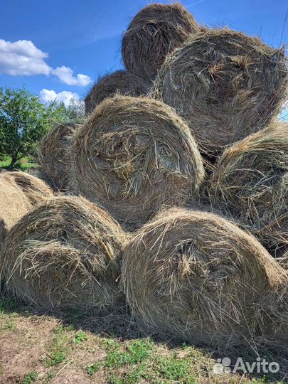 Продам сено в рулонах
