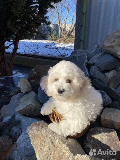 Бишон фризе