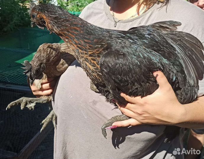 Петухи и курицы Лакендази