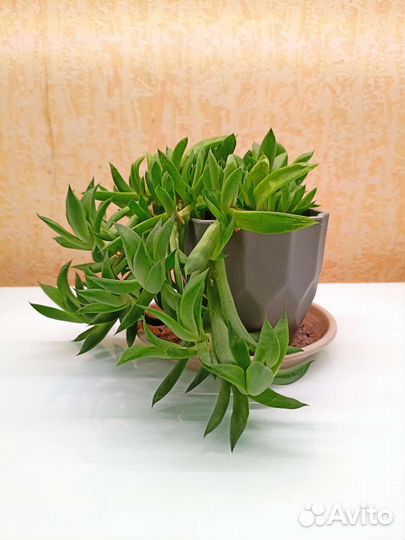 Суккуленты Хавортия