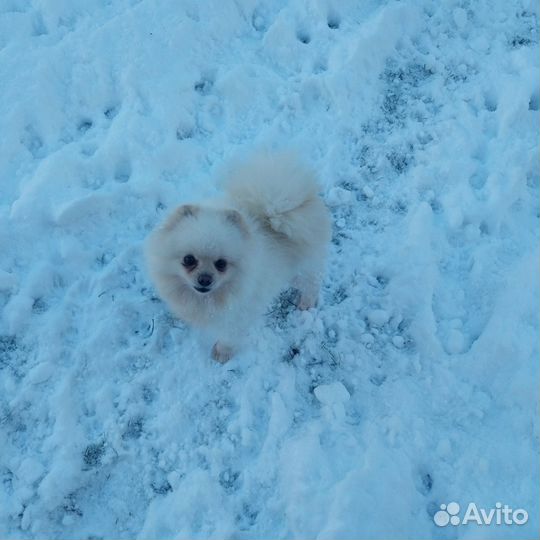 Девочки померанского и малого шпица