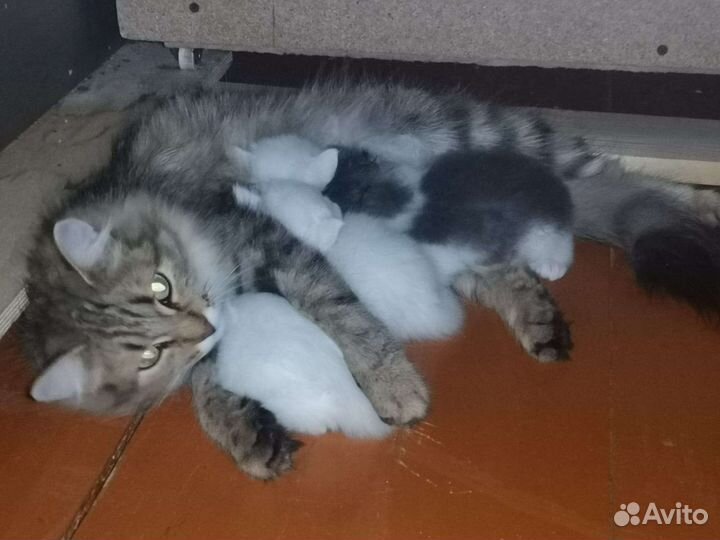 Котята в добрые руки даром
