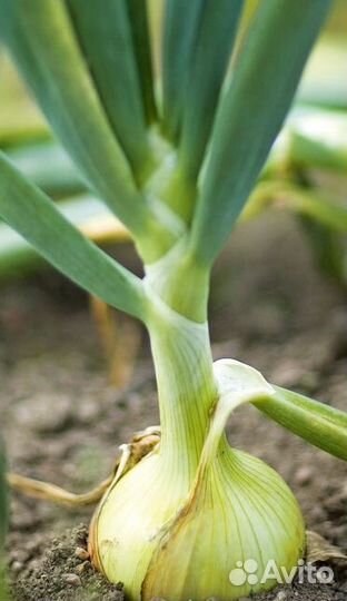 Штудгарт на перо