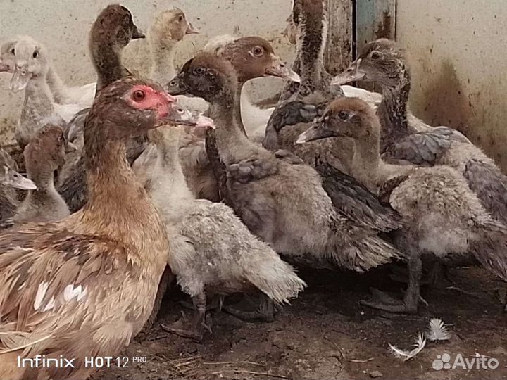 Мускусные утята тяжелой линии