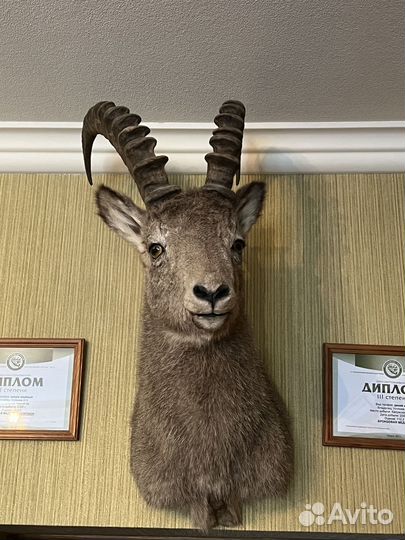 Чучело Козерог