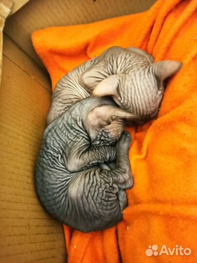 Канадский сфинкс котята продажа