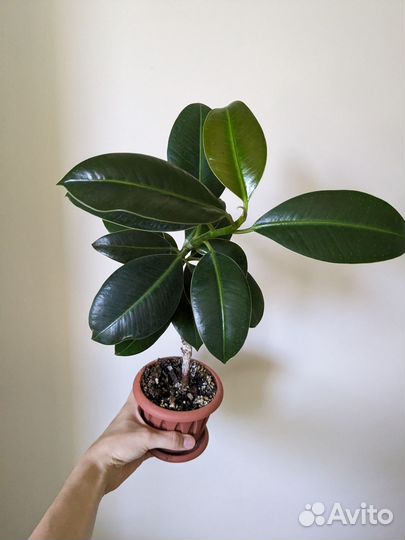 Фикус эластика Мелани