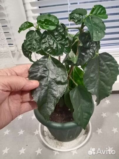 Гибискус голландский