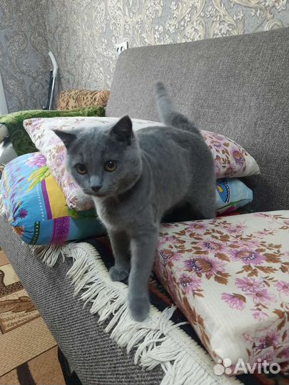 Британская