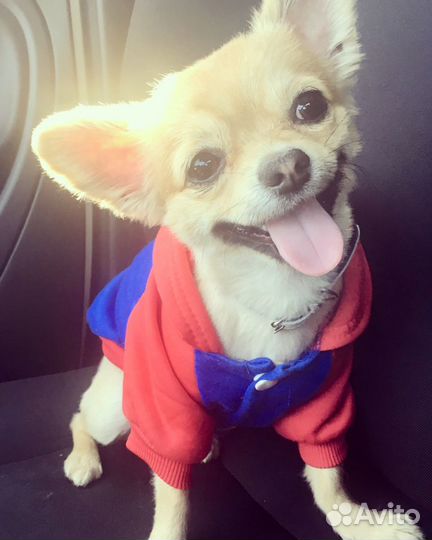 Жених ищет невесту