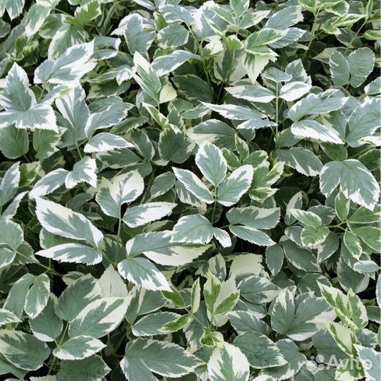 Сныть пестролистная многолетняя