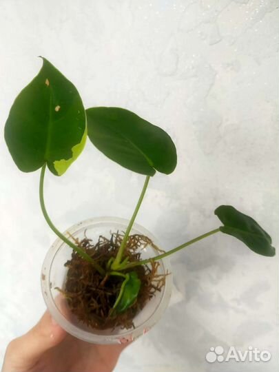 Филодендрон бурле макс вариегатный