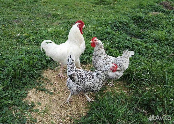 Инкубационное яйцо пушкинских кур