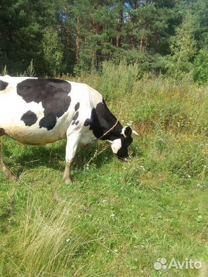 Корова дойная с теленком