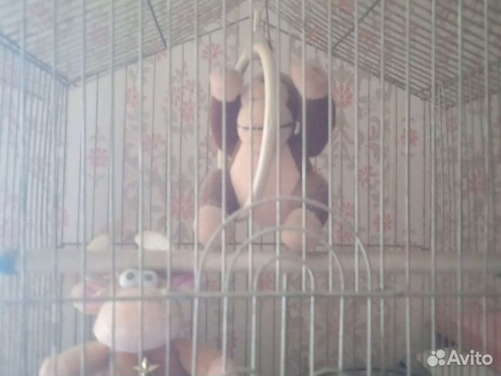 Клетка для птиц и драконов