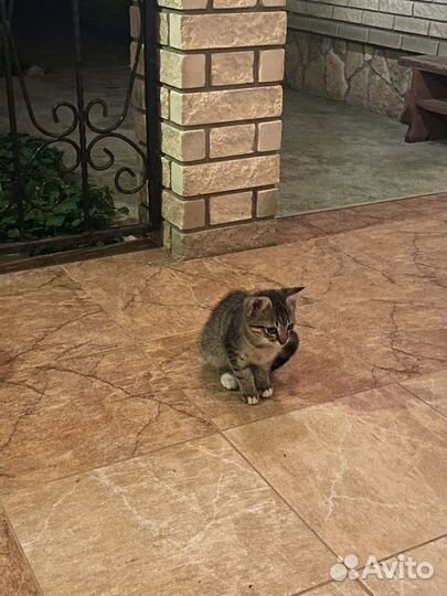 Котята ищут дом