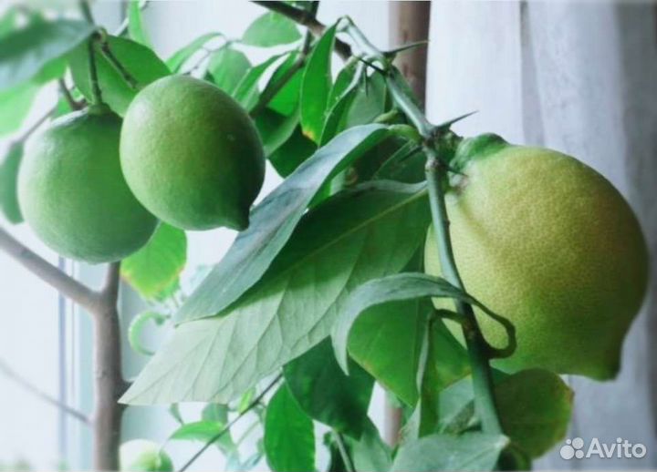 Павловский комнатный лимон