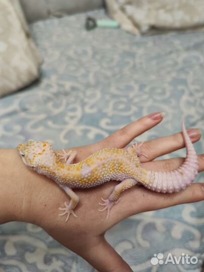 Гекон эублефар