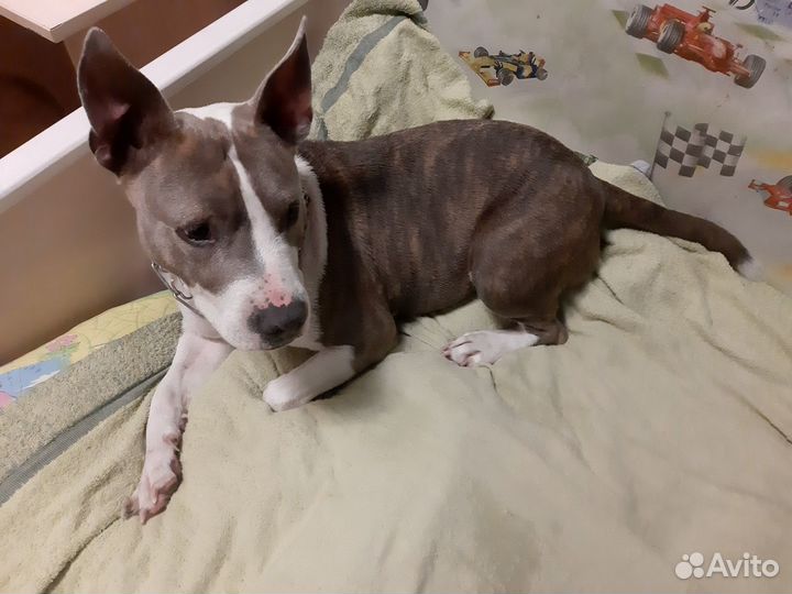 Амстафф метис