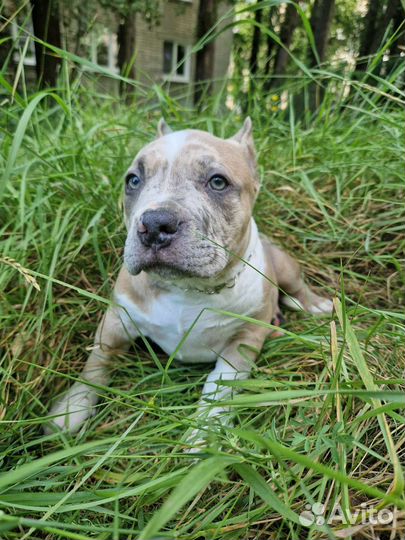 Американский булли мерле