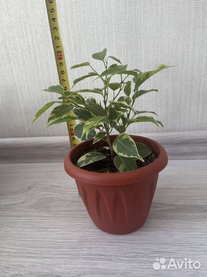 Фикус Бенджамина пестролистый (кинки)