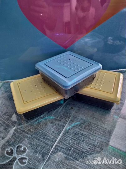 Живой корм для аквариумных рыб