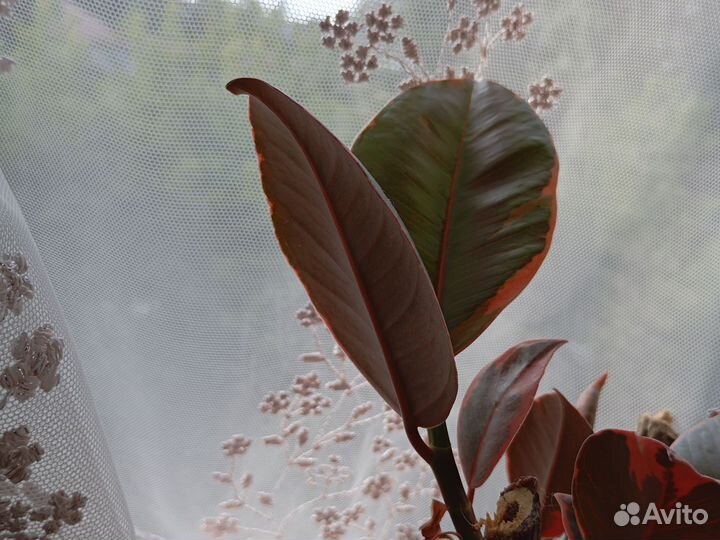 Фикус эластика Руби Пинк