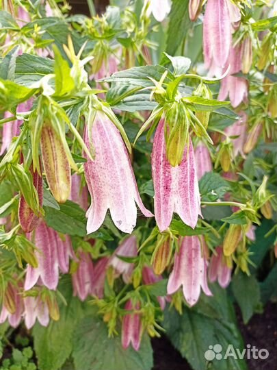 Колокольчик травянистый многолетний