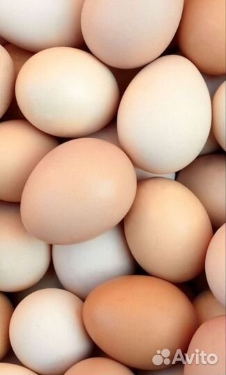Домашние куриные яйца