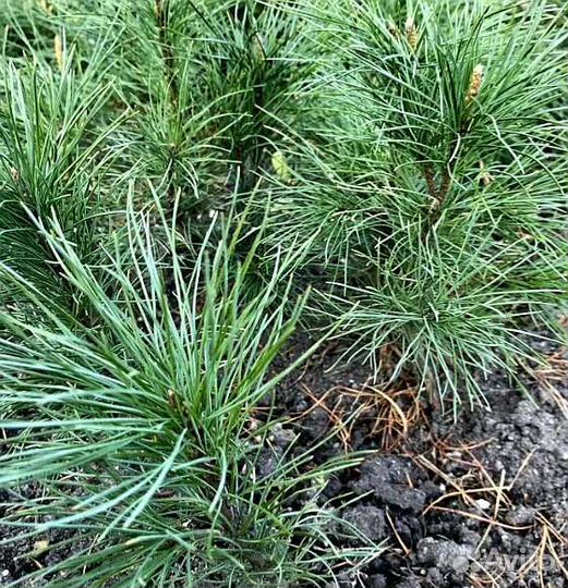 Саженцы Хвойных