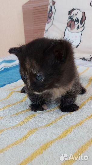 Манчкин котенок