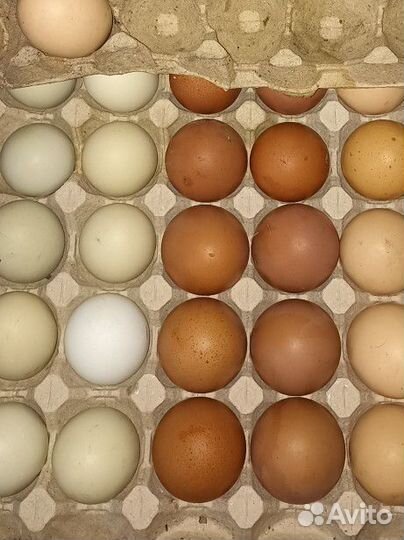 Цыплята бройлера, несушки, цветное яйцо