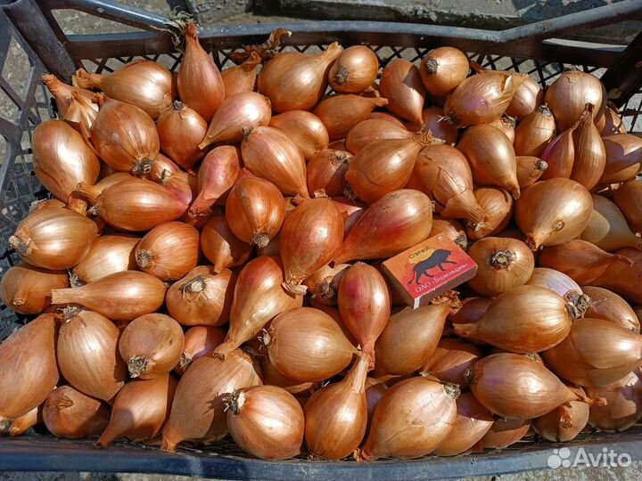 Лук шалот (сорокозубка, семейный)