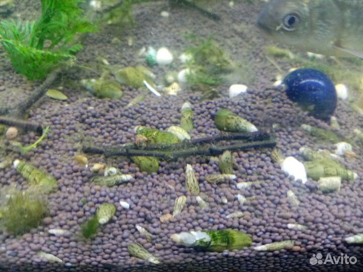 Улитки аквариумные мелании