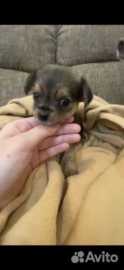 Щенки чорки