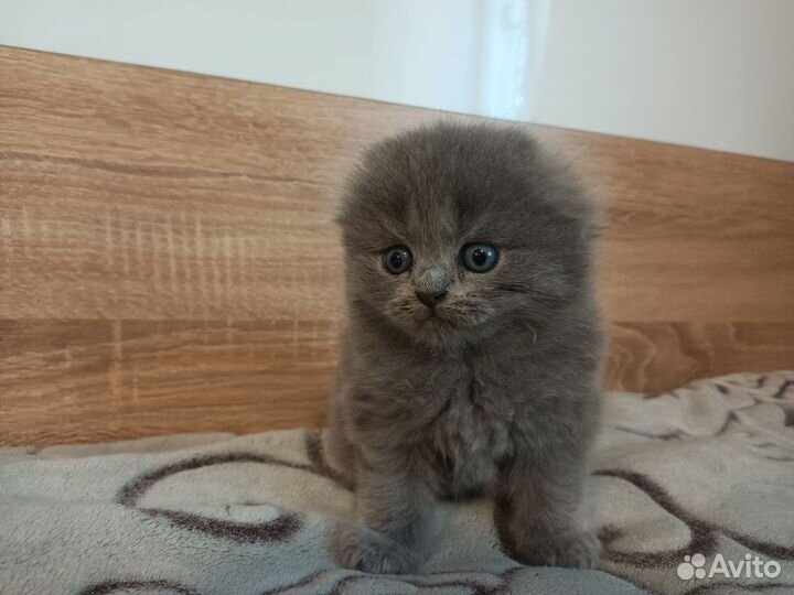 Британские котята