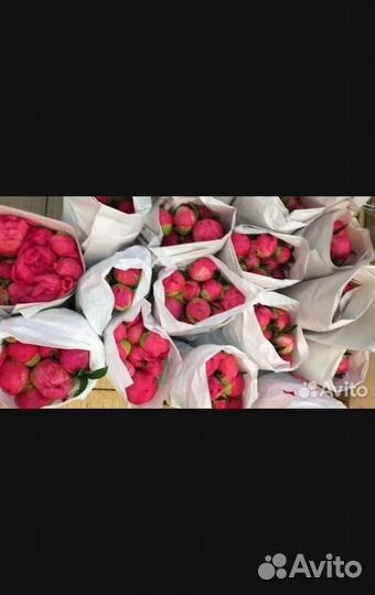 Красные пионы