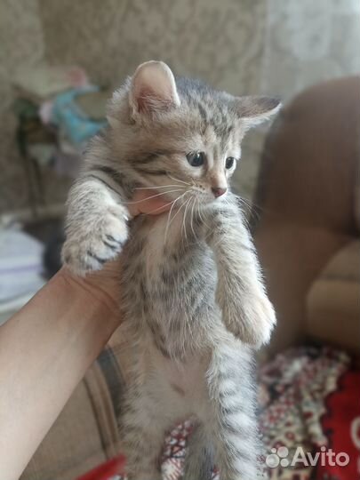 Котята бесплатно