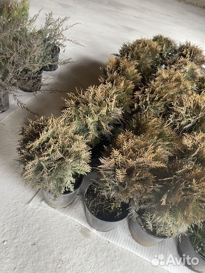 Можжевельник