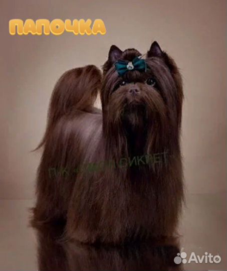 Девчонка - Зажигалка