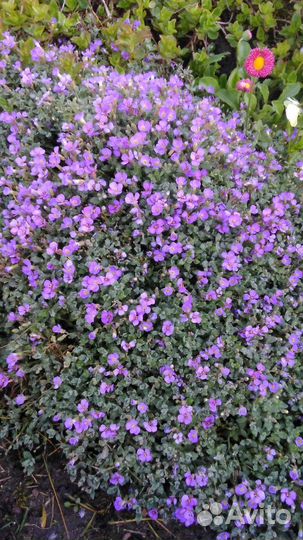 Цветы многолетники